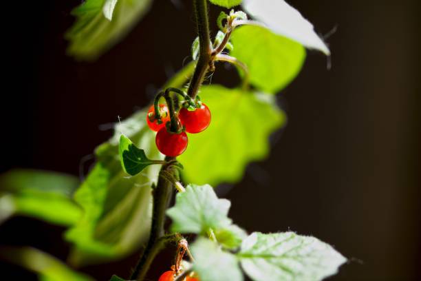 A selective focus shot of Redcurrant in a garden
