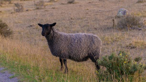 istock View of a sheep in a field with dry grass 1433572032