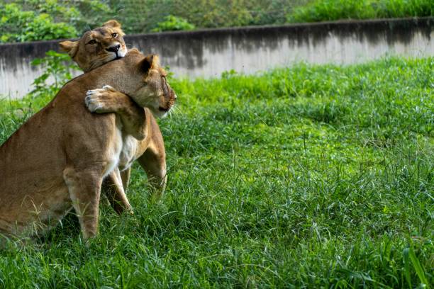 istock Two lionesses playing in the grass, while biting and hugging each other with their claws 1433572259