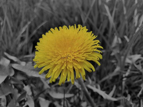 istock Bright yellow dandelion growing in the field 1433572446