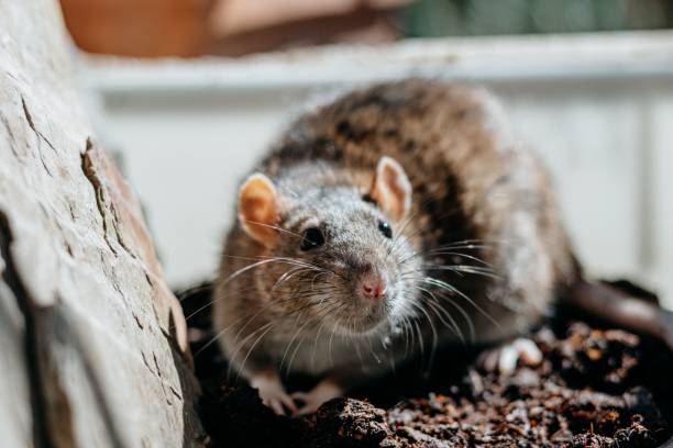 istock Closeup shot of a small gray rat 1433572575
