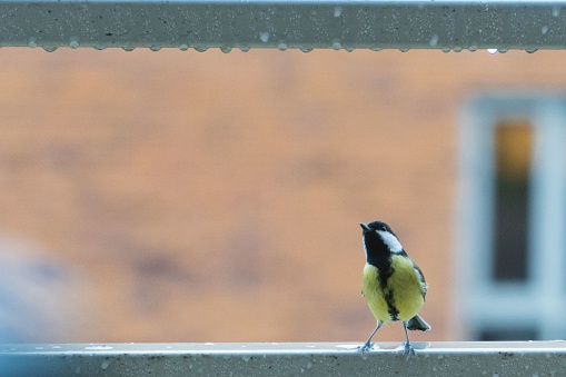 A closeup shot of a great tit bird standing on a window stool