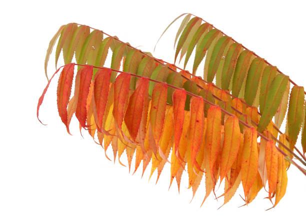 istock Rhus typhina tree branches with autumn leaves isolated on white background. 1433572700