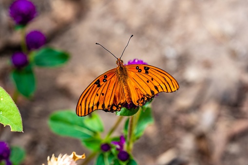 A selective focus shot of a butterfly