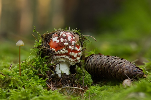 A closeup of a Fly agaric mushroom surrounded by grass outdoors