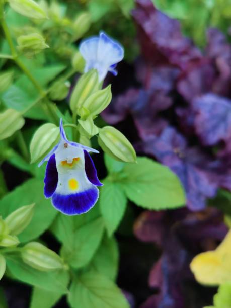 istock Vertical shot of a wishbone-flower 1433573404