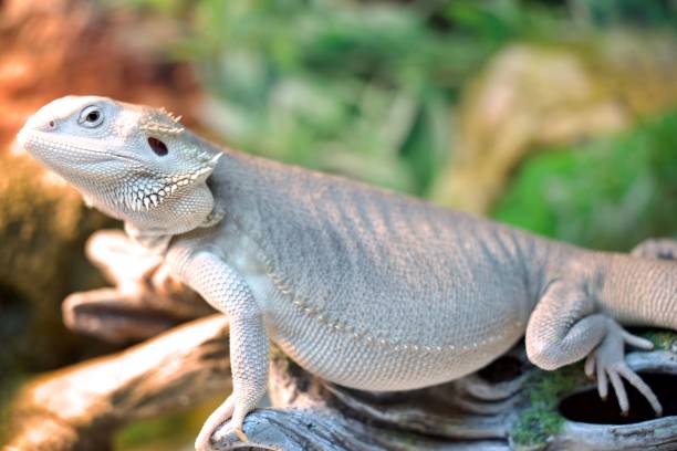 istock Closeup shot of a white, patterned bearded dragon on isolated nature background 1433574033