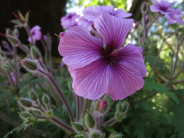 a closeup of purple giant herb-robert taxon flowers