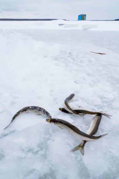 istock Vertical closeup shot of five dead fish on a snow covered field 1433574120
