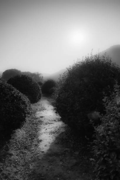 A greyscale vertical shot of a narrow dirt path surrounded by bushes