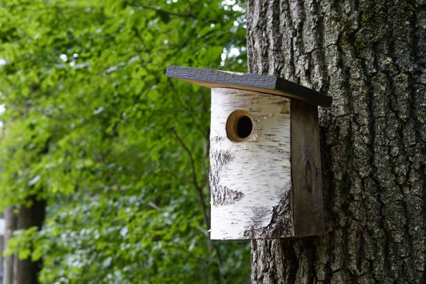 istock Selective focus shot of a Birdhouse on a tree in a park 1433574536