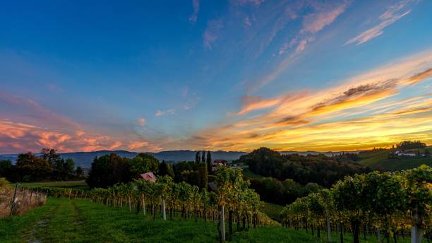 istock Vineyard in countryside under blue and light orange sky at a sunrise 1433574732