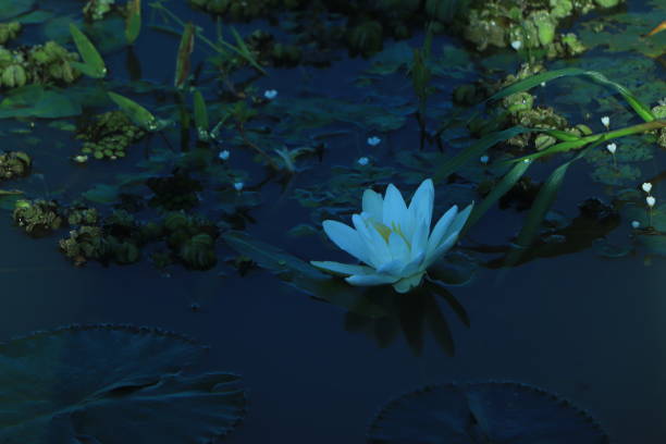 istock A white water lily or lotus flower floating on pond water surface 1433574940
