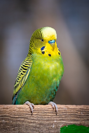 A vertical shot of a green Budgerigar (Melopsittacus undulatus) parrot