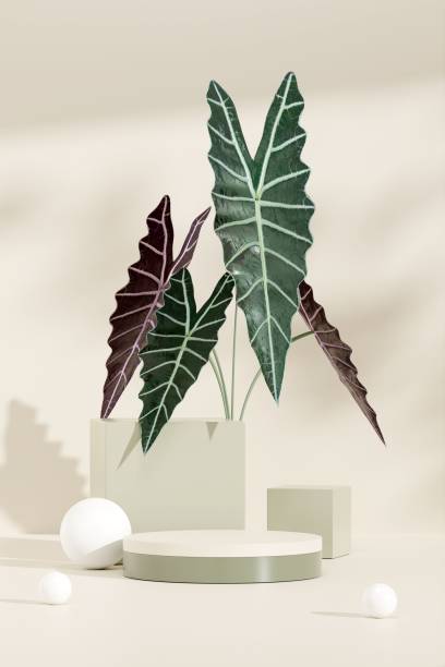 istock 3D render of a decorative geometric podium in a display room with green plants 1433575238