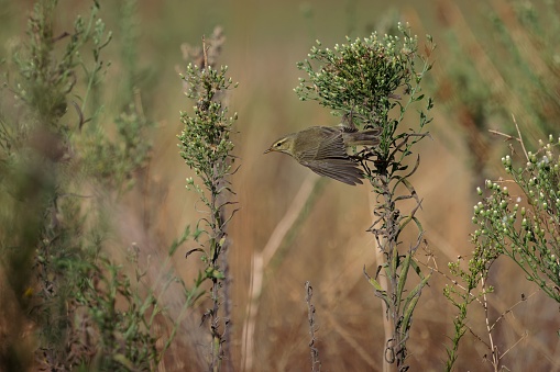 A view of a beautiful Willow warbler (Phylloscopus trochilus) flying in a field