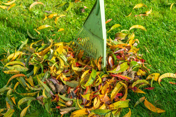 istock Collect garden waste in the fall 1433575911