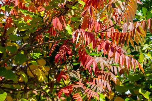 Colorful vinegar tree in autumn