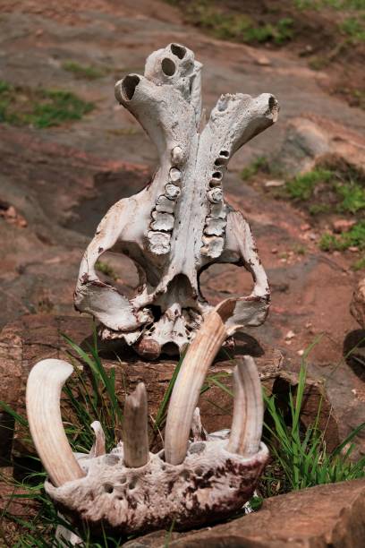 istock Vertical shot of elephant bones on the ground 1433575931