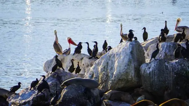 A group of waterfowls on the large stones near the sea on a sunny day