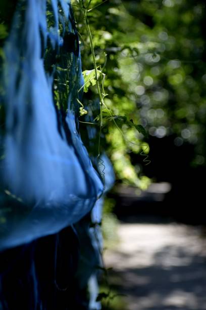 istock Green plant growing out from land in blue fabric, vertical 1433576243