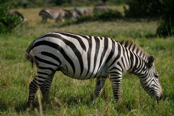 istock Lone zebra grazing on a field in the wild 1433576253