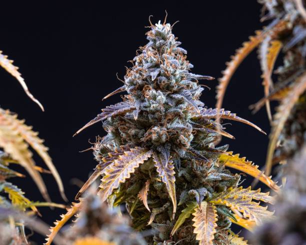 istock Bush of full-grown cannabis isolate on a black background 1433576262