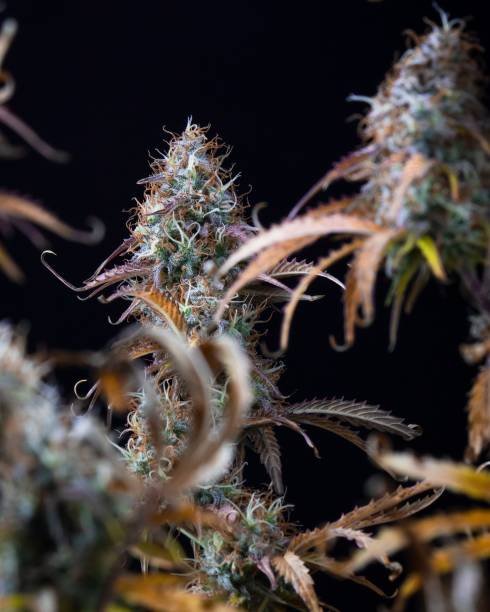 istock Bush of full-grown cannabis isolate on a black background, vertical 1433576263