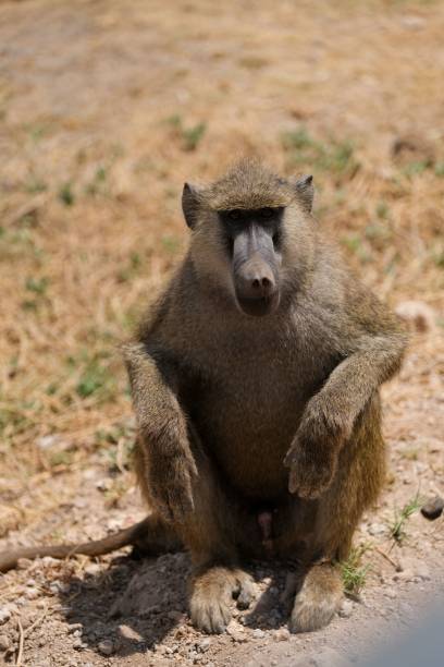 istock Monkey sitting on a field during a sunny day 1433576307