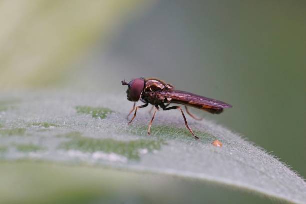 istock Closeup of small Melanostoma mellinum hoverfly perching on green leaf 1433576337