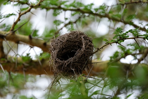 An empty bird's nest on a thorny tree branch