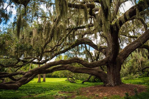 istock Beautiful green trees in the forest 1433576451