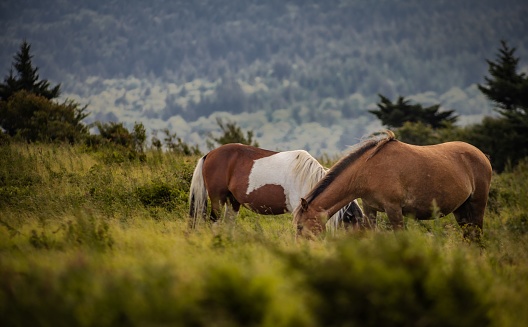 A beautiful shot of two horses grazing on the green lush grass in a mountain meadow