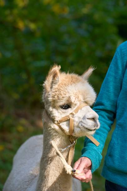 istock Alpaca near human isolated in blurred background 1433576592