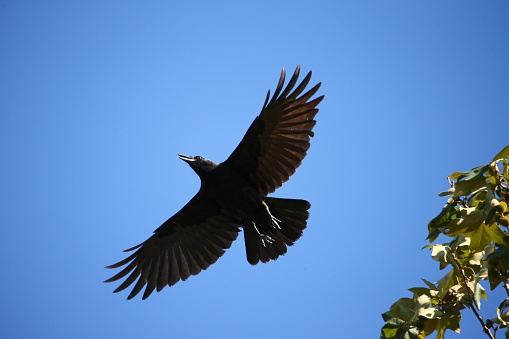 A low angle shot of American Crow with open wings soaring in the blue sky by green tree leaves