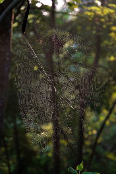 istock Vertical shot of a spider web in the green forest 1433577276