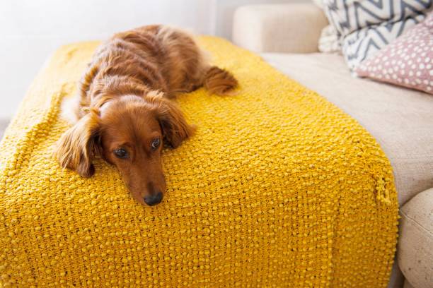 istock Adorable brown Dachshund dog looking down while resting on yellow blanket on the sofa 1433577311