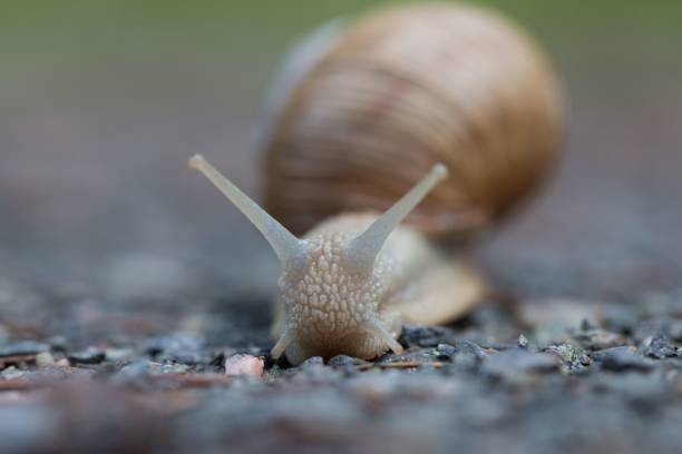 istock Closeup of snail on rocky ground 1433577441