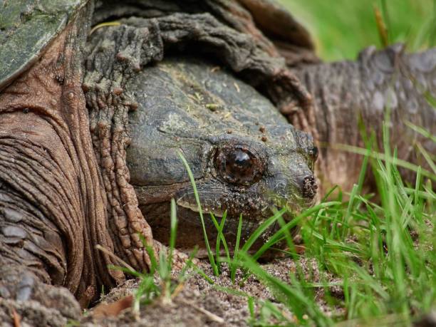 istock Closeup of a head of a Snapping Turtle on a grass 1433577987