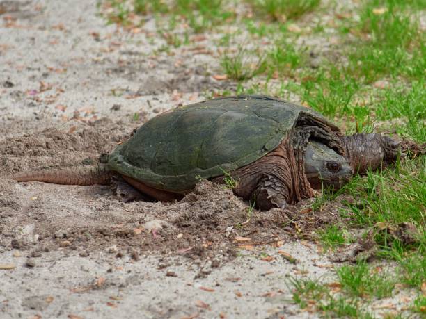 istock Closeup of a Snapping Turtle resting on a sandy ground 1433577991