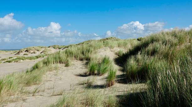 istock Coast landscape at the North Sea 1433579282