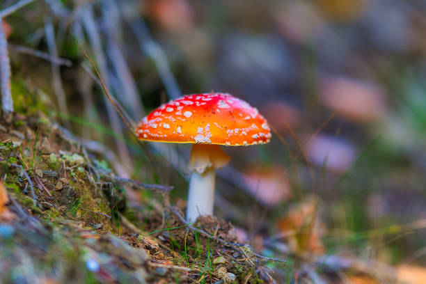 istock Autumn is coming to the Thuringian Forest 1433579838