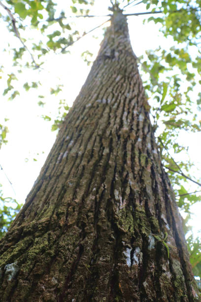 texture et fond de l’écorce sèche de l’arbre. concept nature - lumber industry timber tree redwood photos et images de collection