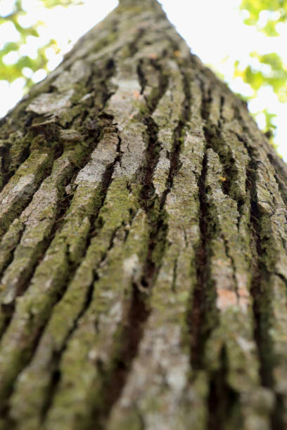 texture et fond de l’écorce sèche de l’arbre. concept nature - lumber industry timber tree redwood photos et images de collection