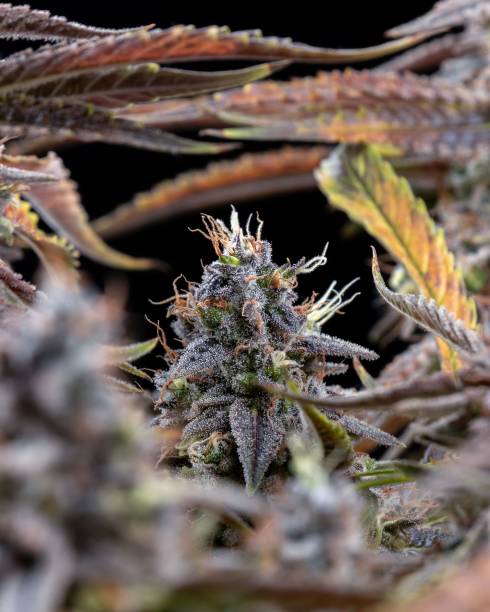 Feminised cannabis in flowering time with spectacular reddish colouring and patterned leaves