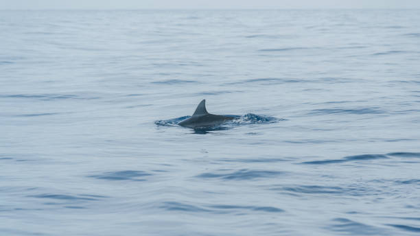 istock Bali, Indonesia, ocean, boat trip, dolphins, nature 1433582175