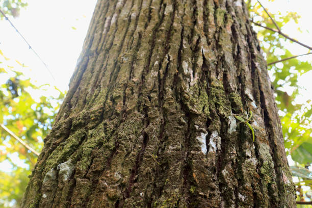 texture et fond de l’écorce sèche de l’arbre. concept nature - lumber industry timber tree redwood photos et images de collection