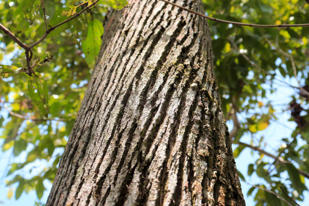 texture et fond de l’écorce sèche de l’arbre. concept nature - lumber industry timber tree redwood photos et images de collection
