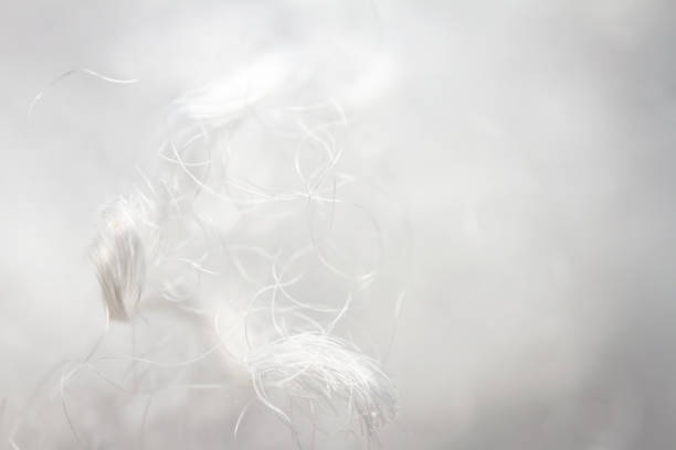 istock Extreme macro of polyester stable fiber 1433583963