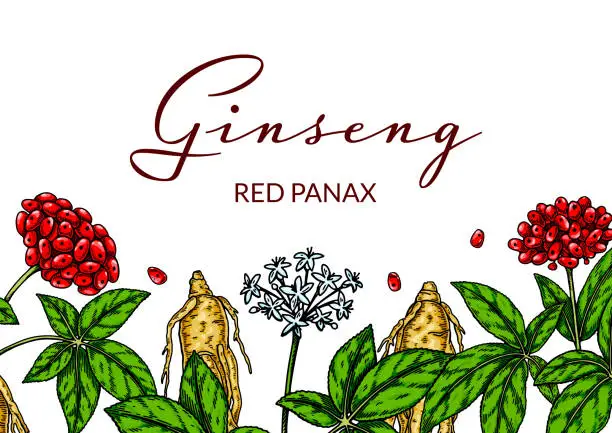 Vector illustration of Ginseng colorful horizontal design. Hand drawn botanical vector illustration in sketch style. 

Can be used for packaging, label, badge. Herbal medicine background